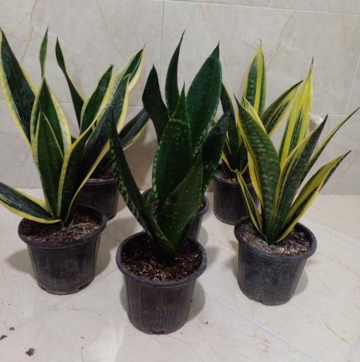 عکس گل کده شفیعی 