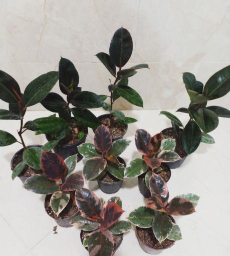 عکس گل کده شفیعی 