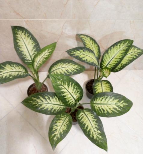 عکس گل کده شفیعی 