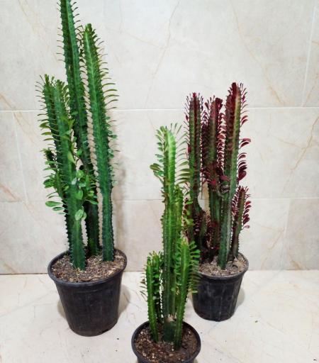 عکس گل کده شفیعی 