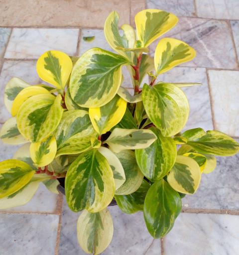 عکس گل کده شفیعی 