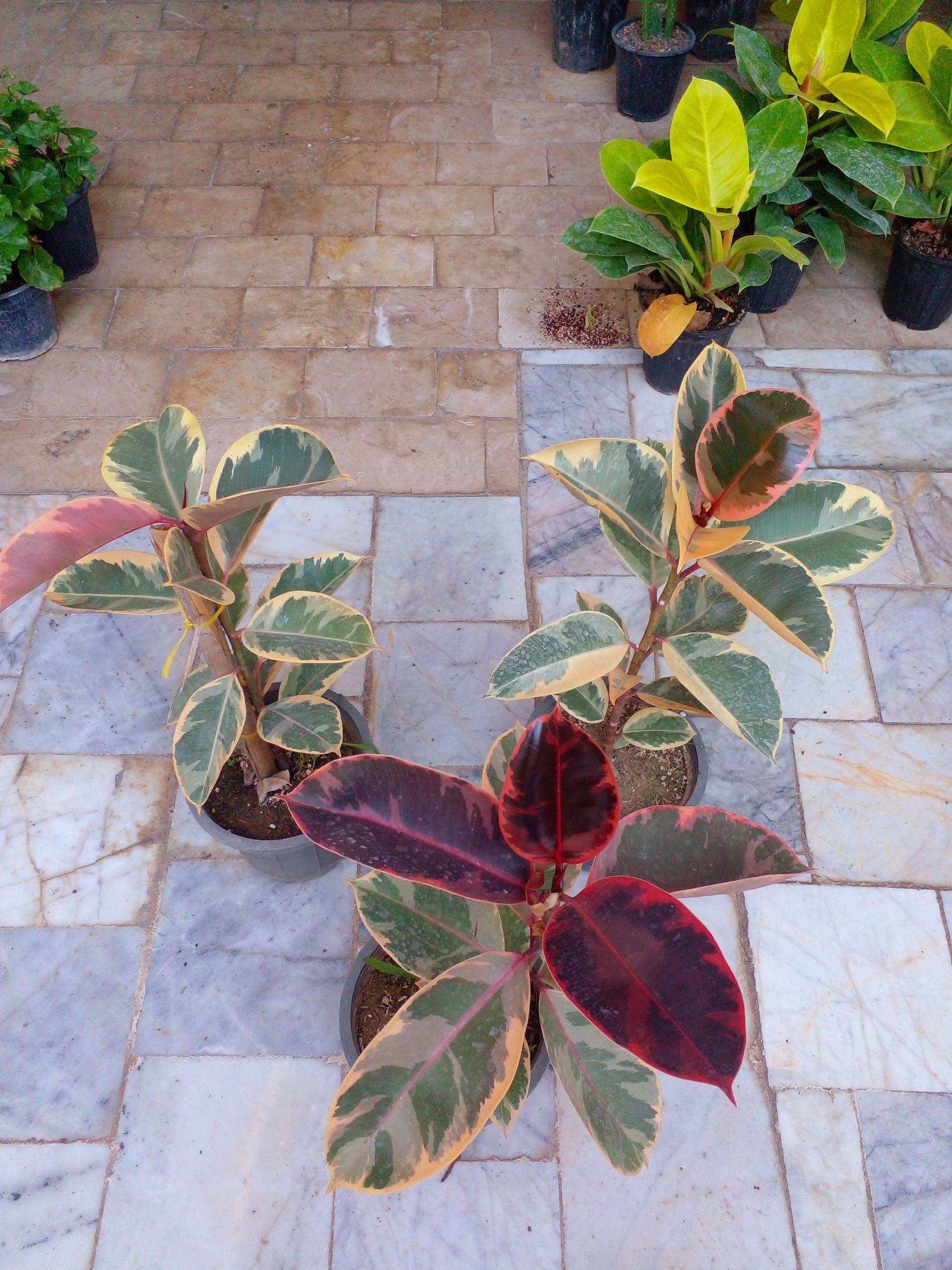 عکس گل کده شفیعی 