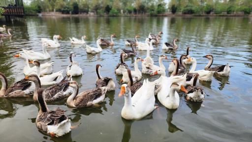 عکس اقامتگاه بومگردی گیلمار