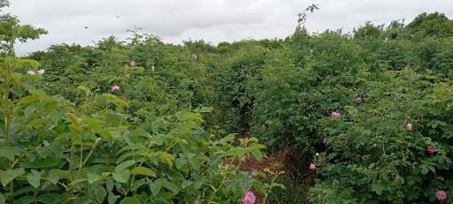 عکس باغ گل نرگس الله رودبار