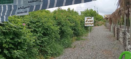 عکس باغ گل نرگس الله رودبار