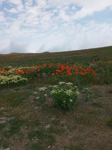 عکس منطقه حفاظت شده یای قاری