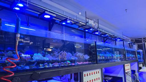 عکس  ایران ریف