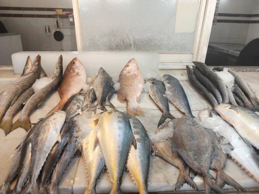 عکس ماهی و میگو کوثر