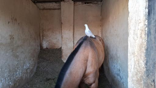 عکس باشگاه سوارکاری استاد رضایی