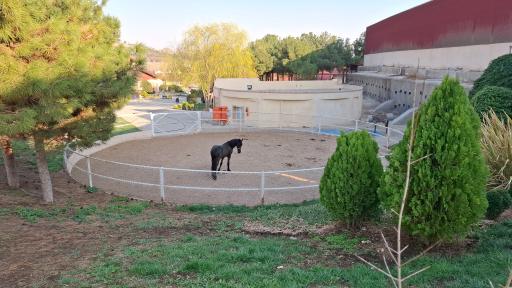 عکس باشگاه سوارکاری استاد رضایی