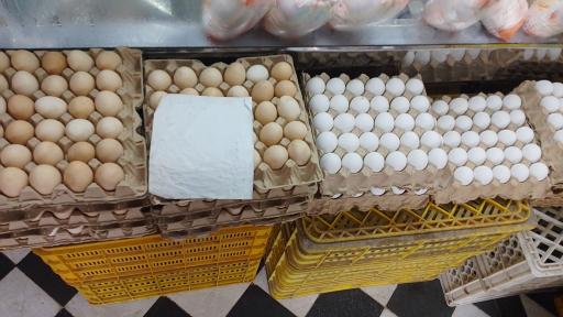 عکس مرغ زربال علی تبار