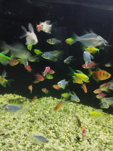 عکس آکواریوم سیلور