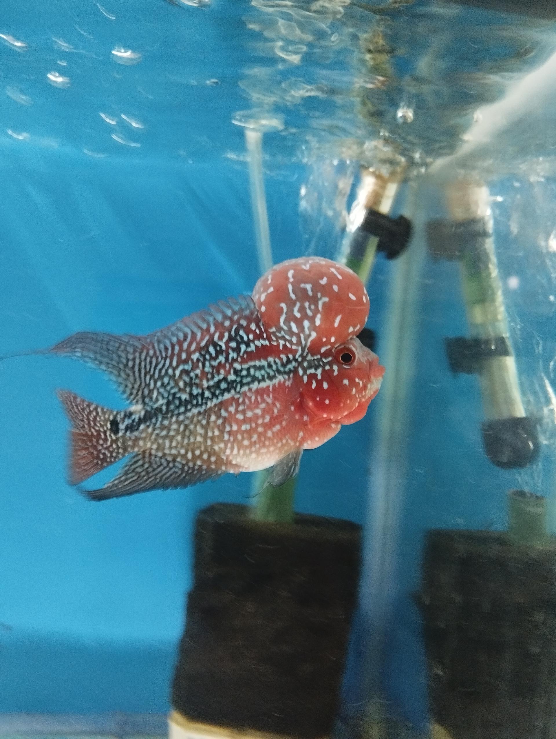 عکس آکواریوم سیلور