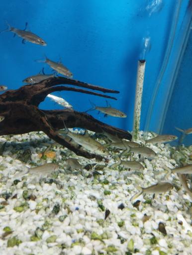 عکس آکواریوم سیلور