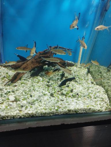 عکس آکواریوم سیلور