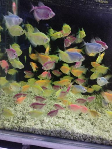 آکواریوم سیلور