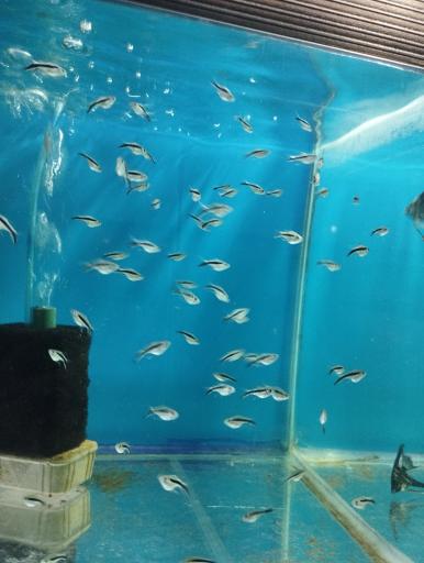 آکواریوم سیلور