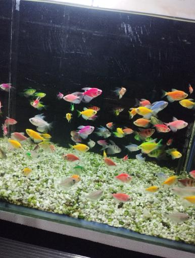 آکواریوم سیلور