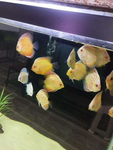 آکواریوم سیلور