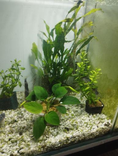 عکس آکواریوم سیلور