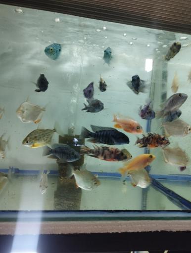 عکس آکواریوم سیلور