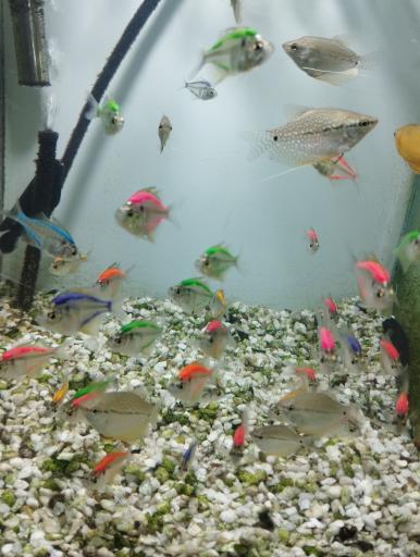 عکس آکواریوم سیلور