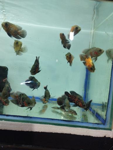 عکس آکواریوم سیلور