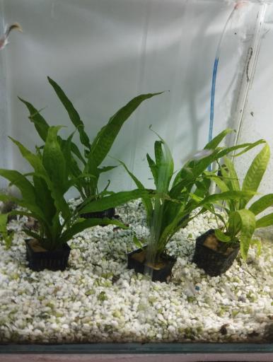 عکس آکواریوم سیلور