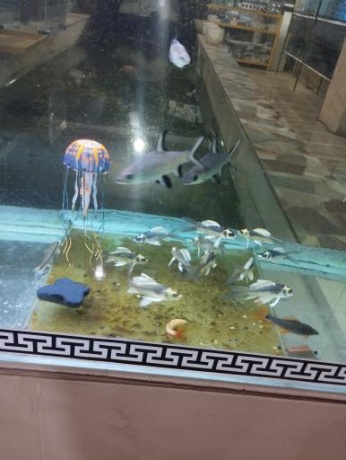 آکواریوم سیلور