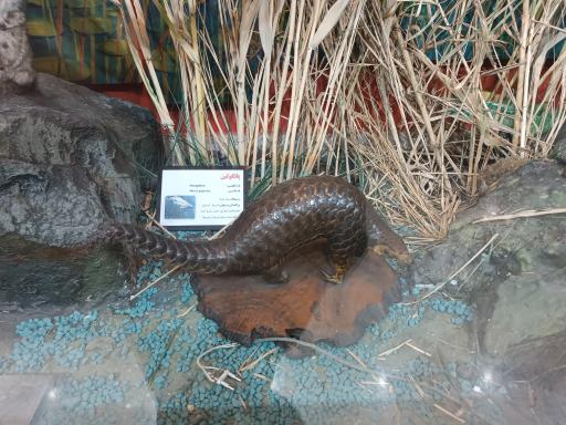 عکس موزه حیات وحش پردیسان