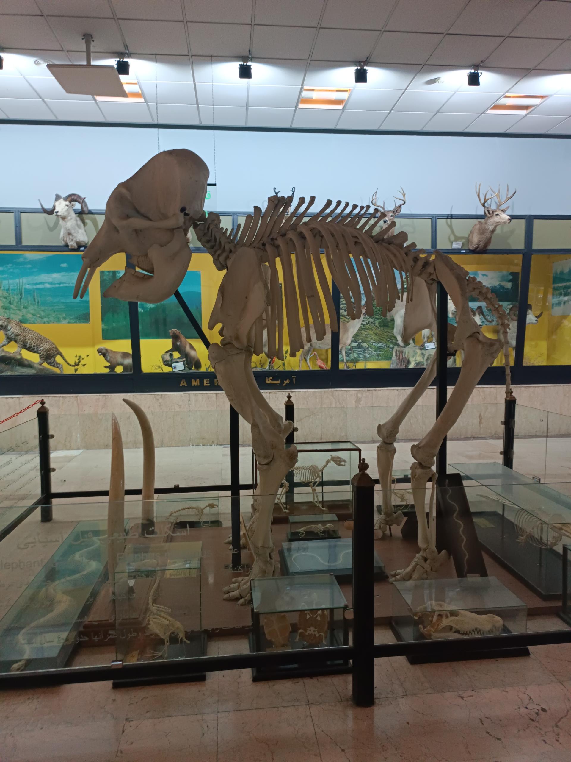 عکس موزه حیات وحش پردیسان