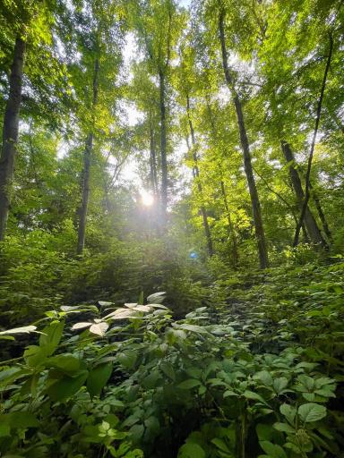 عکس ییلاق درازنو گلستان کردکوی