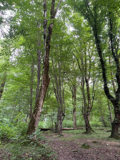 عکس ییلاق درازنو گلستان کردکوی