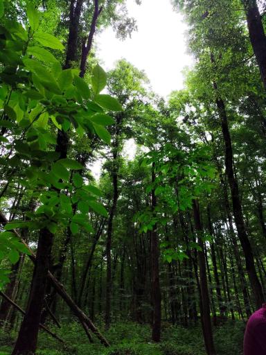 عکس ییلاق درازنو گلستان کردکوی