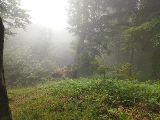 عکس ییلاق درازنو گلستان کردکوی