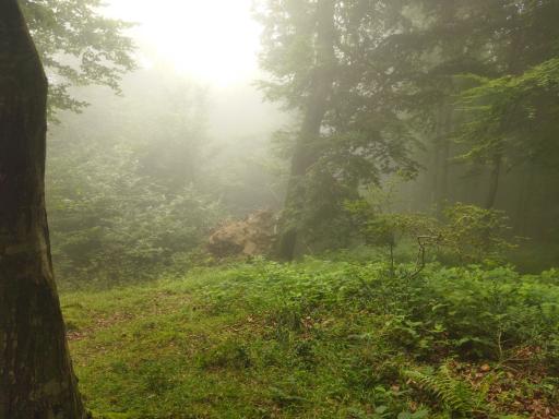 عکس ییلاق درازنو گلستان کردکوی