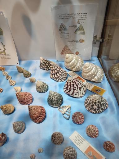 عکس موزه صدف اصفهان