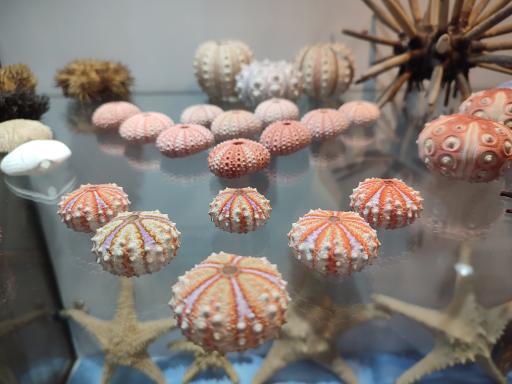 عکس موزه صدف اصفهان