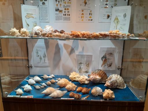 عکس موزه صدف اصفهان