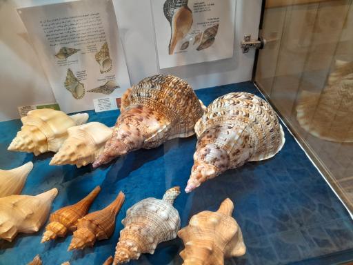 عکس موزه صدف اصفهان