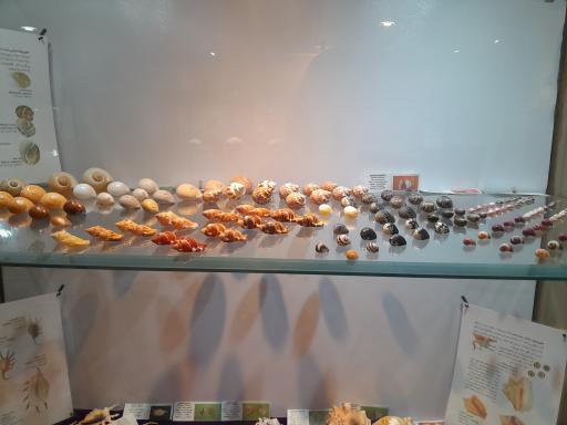 عکس موزه صدف اصفهان