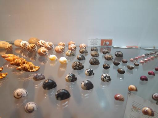 عکس موزه صدف اصفهان