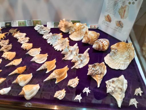 عکس موزه صدف اصفهان