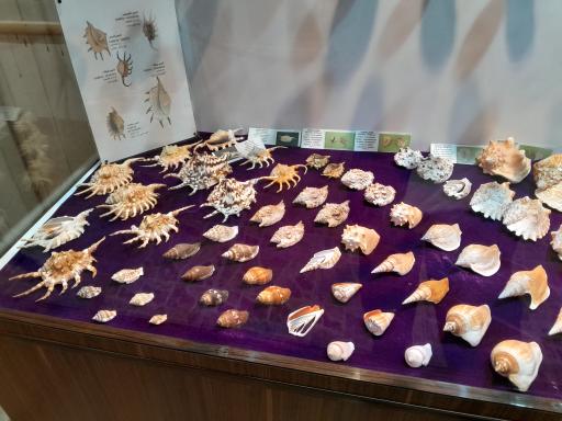 عکس موزه صدف اصفهان