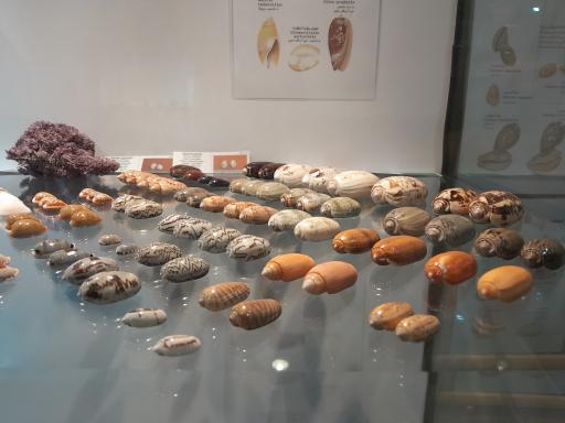 عکس موزه صدف اصفهان