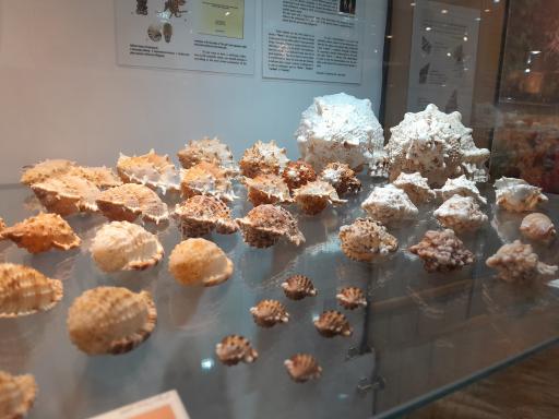 عکس موزه صدف اصفهان