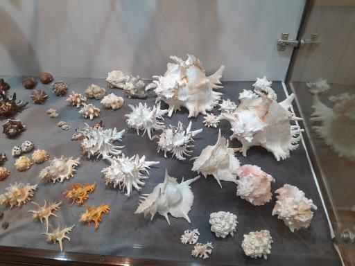 عکس موزه صدف اصفهان