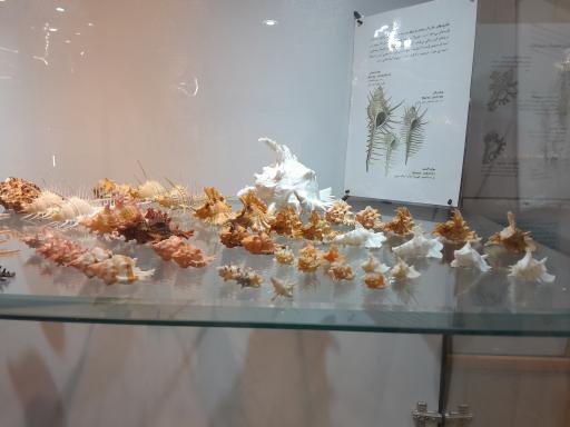 عکس موزه صدف اصفهان