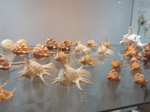 عکس موزه صدف اصفهان