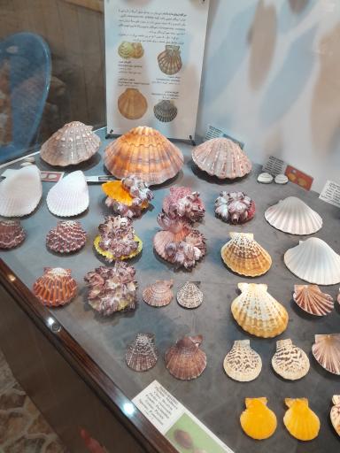 عکس موزه صدف اصفهان